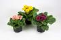 PRIMULA acaulis Dreamer Flr Dble H15 P11