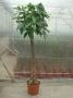 PACHIRA TG-TRESS H200 P35