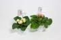 PRIMULA acaulis Bellerose Flr Dble H17 P11
