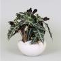 ALOCASIA polly H40 P26