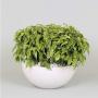 FICUS kinky H30 P25