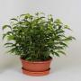 FICUS natasja H25 P17