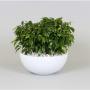 FICUS green Kinky Blanc H30 P26