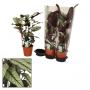 CALATHEA white Star H85 P19