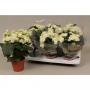 BEGONIA clara Blanc H45 P14