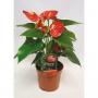 ANTHURIUM andreanum Sierra H45 P12