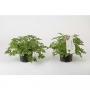 GERANIUM citrosa Mosquito Fighter H25 P12