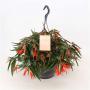 Begonia bonfire h25-suspø23