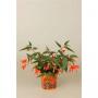 BEGONIA bonfire H20 P11