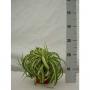 CHLOROPHYTUM bonnie H30 P12