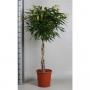 FICUS amstel King TG-TRESS H150 P30