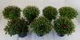 Chrysantheme mini pompon unicolor h25-p12