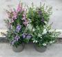 Angelonia serena h22-p12
