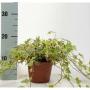 HEDERA panache Jne H20 P13