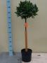 LAURUS nobilis ½TG-BOULØ30/35 H100 P20