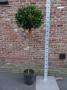 LAURUS nobilis 4TG-BOULØ45/50 H160 P25