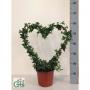 HEDERA vert COEUR H55 P19
