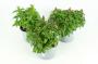 Antirrhinum h30-p13