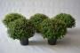 Chrysantheme pompon h40-p19