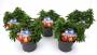 ANTHIRRHINUM majus 3P H25 P13