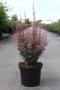 Berberis thunbergii rosy rocket h40-c10l