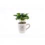 Coffea arabica h15-p9-ceram