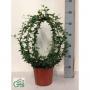 HEDERA vert BOUL H55 P19