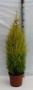 Cupressus gold crest wilma pyr-h110-p26