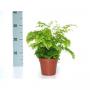 ADIANTUM fragrans H30 P12