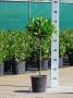 LAURUS nobilis ¼TG-BOULØ25/30 H70 P16