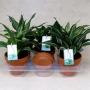 DRACAENA dragontree H25 P13-TC