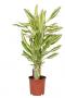 DRACAENA yellow Coast H80 P17