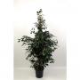 Ficus danielle h180-p27