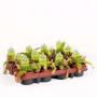 NEPENTHES H10 P8.5