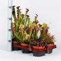 PLANTE carnivore H15 P12