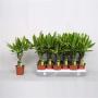 DRACAENA golden Coast TG H45 P11