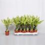 DRACAENA yellow Coast TG H45 P11