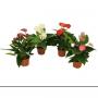 ANTHURIUM andreanum 4+FLR H30 P9