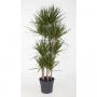 DRACAENA marginata CARROUSEL H190 P34