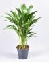 AREKA air So Pure H55 P14