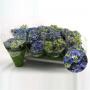 HORTENSIA bleu 3+FLR H25 P10