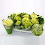 HORTENSIA blanc 3+FLR H23 P10