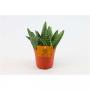 ALOE paradisicum H15 P10.5