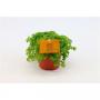 PILEA depressa H20 P10.5