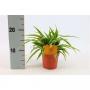 Chlorophytum ocean h20-p10.5