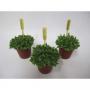 HYLOCEREUS undatus H10 P5.5