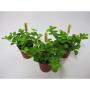 PEPEROMIA rotundifolia H10 P5.5