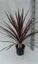 CORDYLINE australis Red Star H75 P17