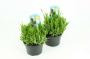 Lavandula angustifolia blc h18-p13