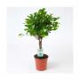 FICUS moclame H70 P17